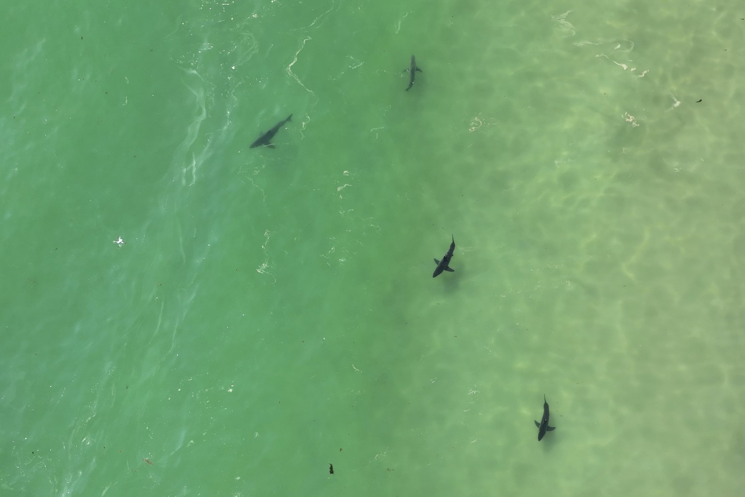 In this drone image provided by researchers with the Shark Lab at Cal State Long Beach, shows an aggregation of juvenile white sharks swimming along the Southern California coastline, May 30, 2023. Re ...