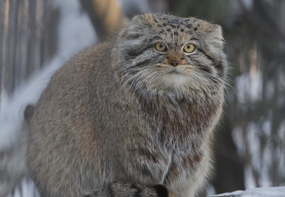 Manul