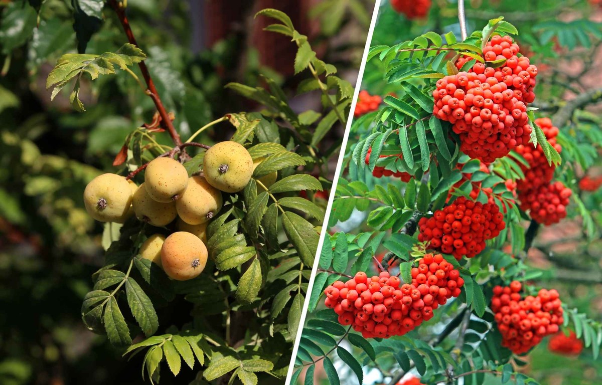 Sorbus domestica / aucuparia.