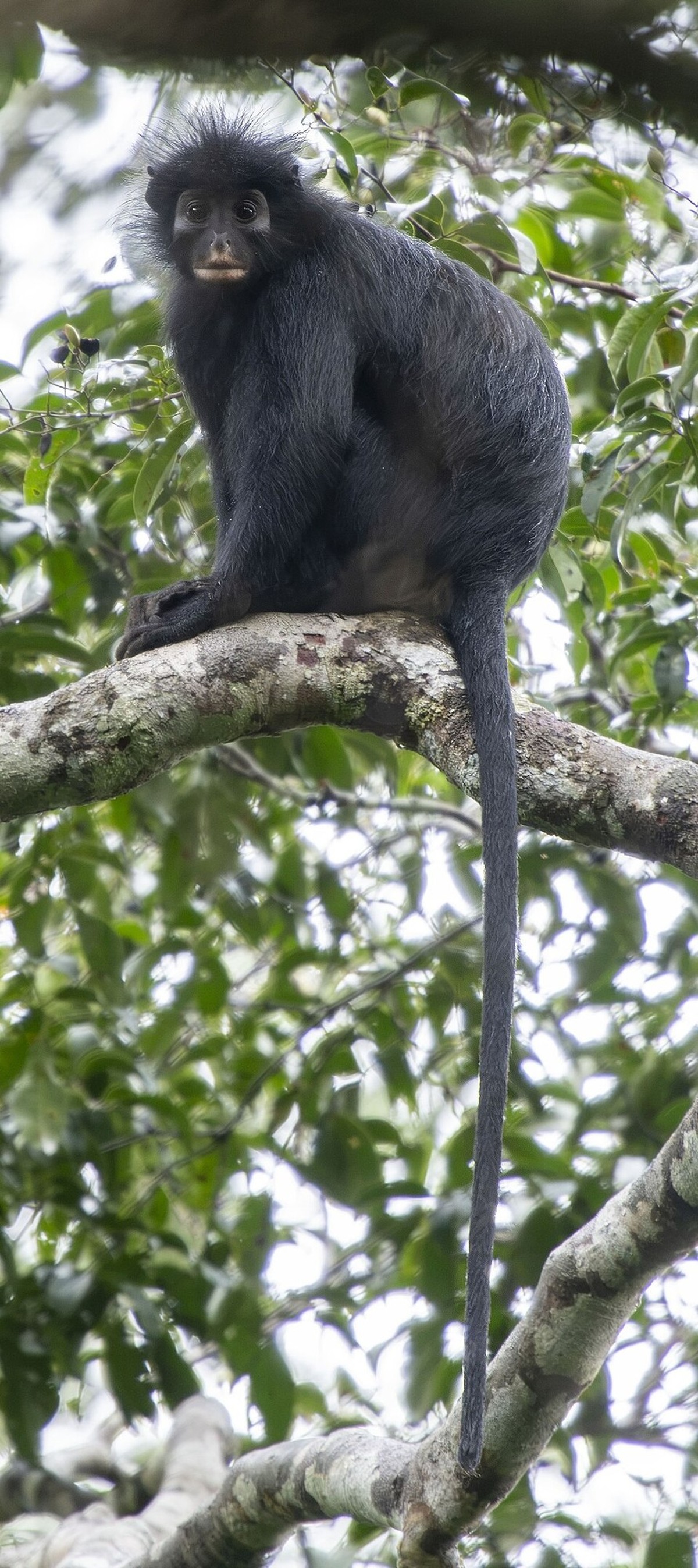 Colobus congoensis
Likweli