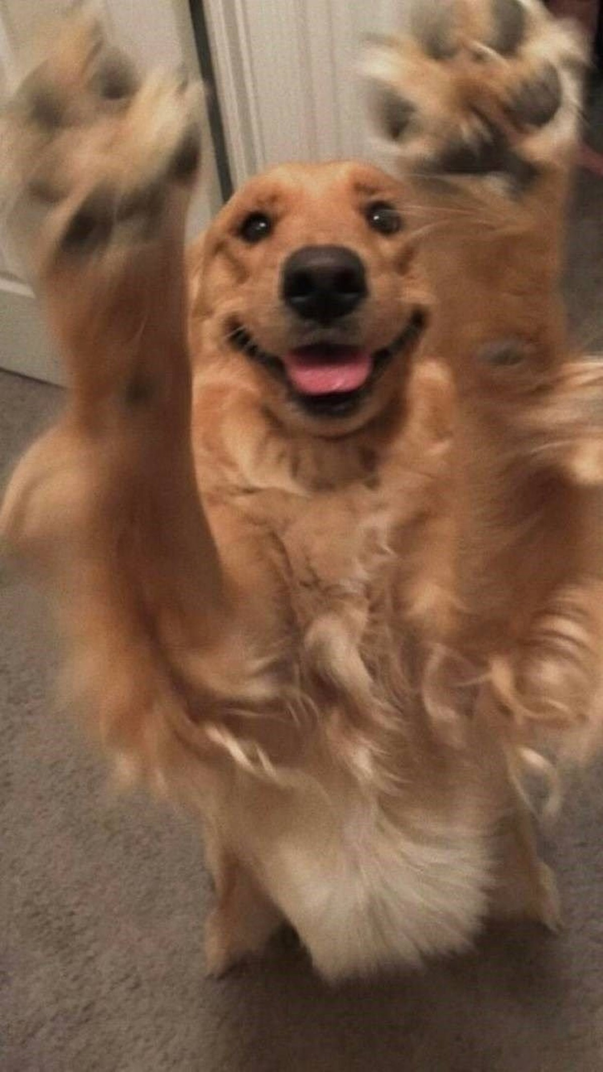 cute news tier hund

https://ch.pinterest.com/pin/1121888957169122696/