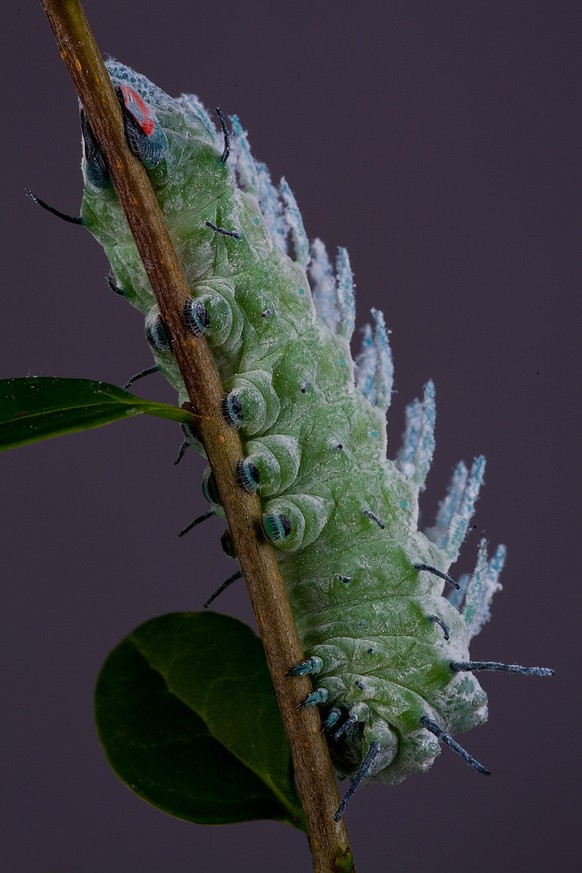 cute news tier atlasspinner raupe