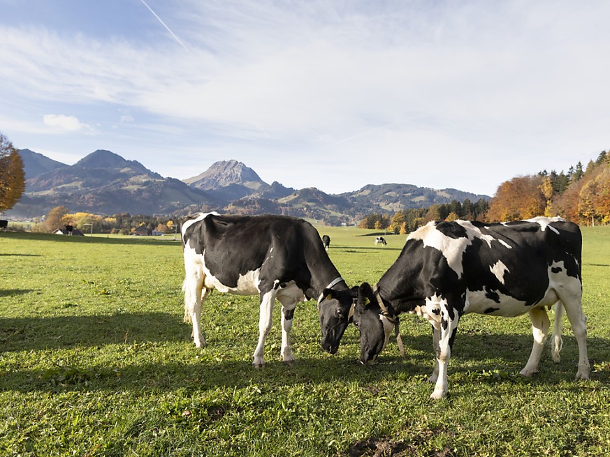 Die Eidgenössische Finanzkontrolle kritisiert das Konstrukt des bundesnahen Unternehmens Identitas. Dieses betreibt im Auftrag des Bundes die Tierverkehrsdatenbank. (Symbolbild)