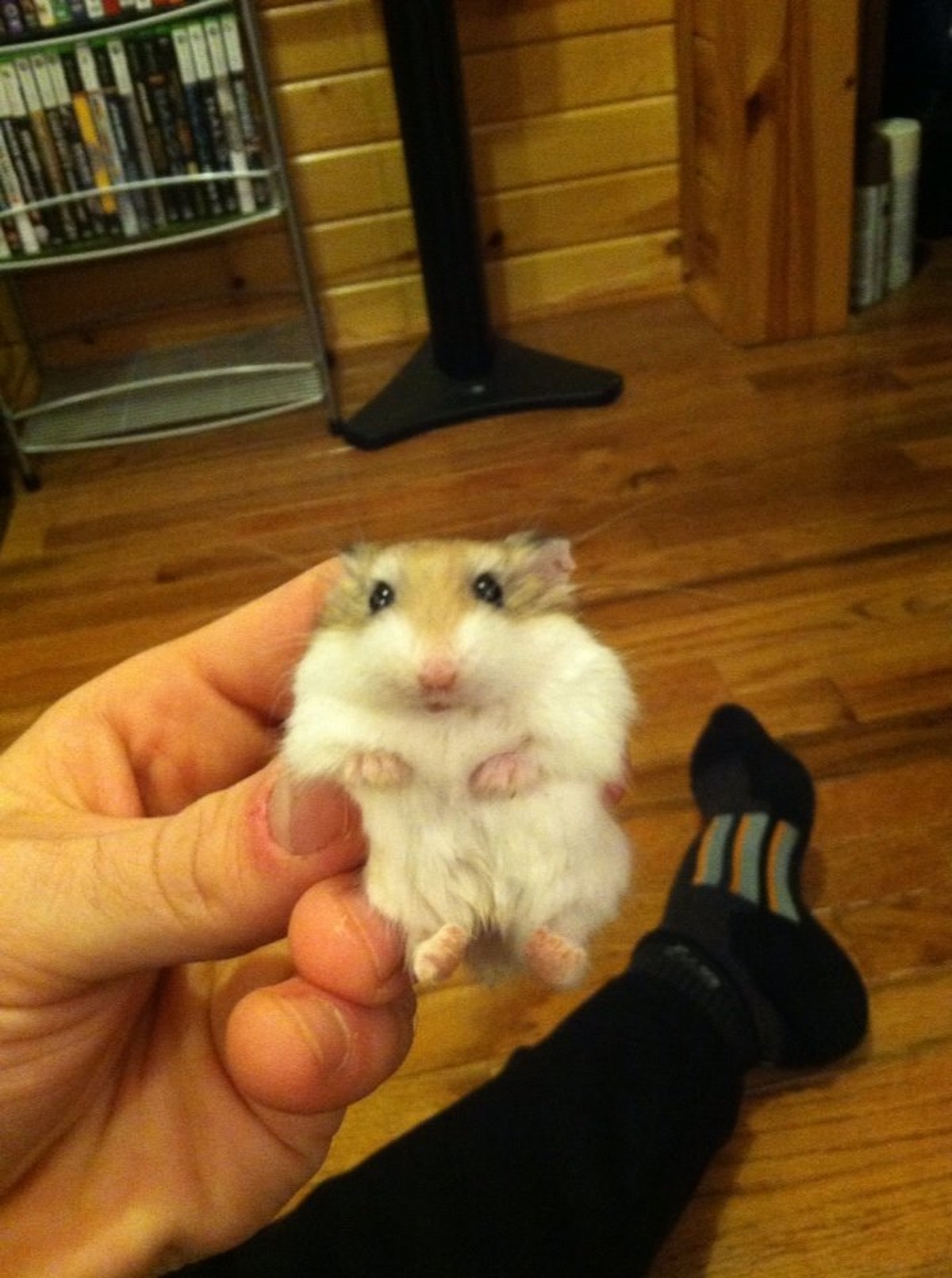 Hamster