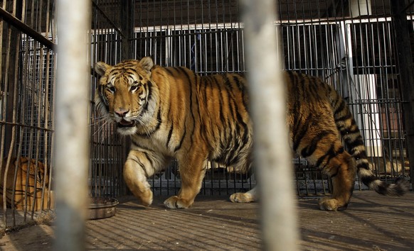 A tiger walks in a cage in Puerto Falcon, Paraguay, on the border with Argentina, Friday, Aug. 24, 2012. Nine Bengal tigers and seven African lions from an Argentine circus have been stuck at the bord ...
