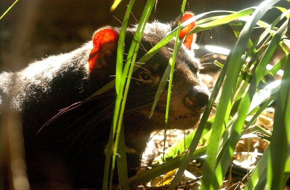 Der tasmanische Teufel, ein bekanntes Beuteltier.