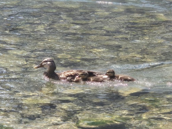 enten