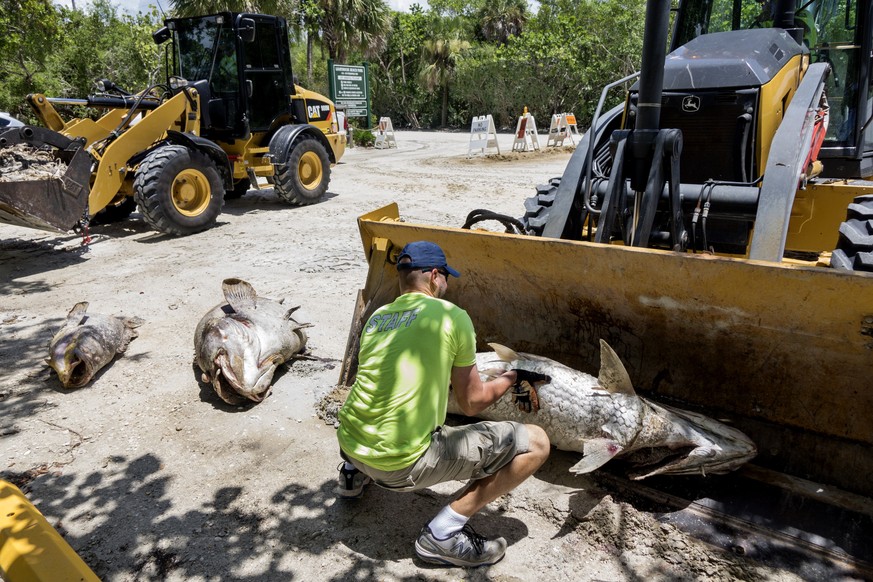 epa06925991 A worker cleaning out dead fish due to a red tide in Captiva, Florida, USA, on 03 August 2018. The current red tide has stayed along the coast for around 10 months, killing massive amounts ...