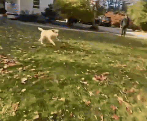 Animiertes GIF
