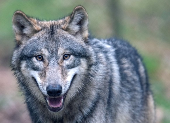 ARCHIV - 06.02.2020, Hessen, Klein-Auheim: Ein Wolf l�uft durch ein Freigehege in einem Wildpark. Experten haben in j�ngerer Vergangenheit in Hessen ein wohl von einem Wolf gerissenes Kalb, zwei tote  ...