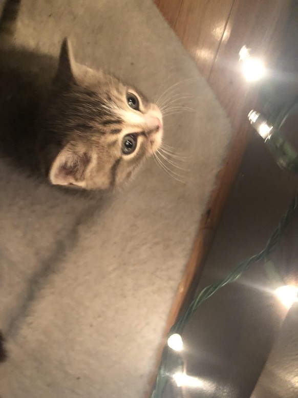 cute news tier katze

https://www.reddit.com/r/aww/comments/z2ake8/i_call_this_kitten_sees_christmas_tree_lights_for/