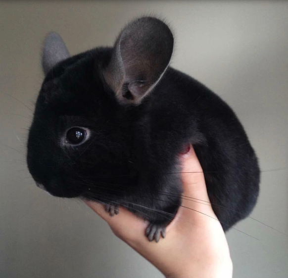 Fluffiges Tier Chinchilla