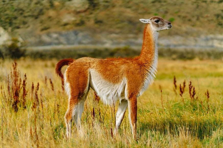 Guanako