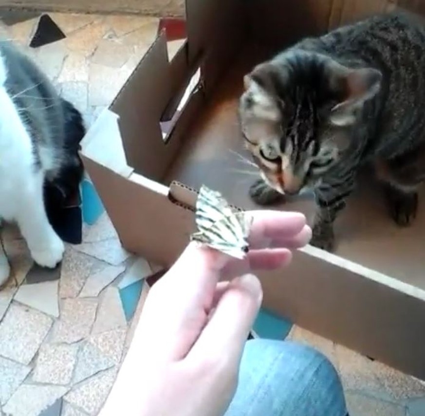 10 Beweise, dass Katzen gar nicht so egoistisch sind wie alle denken