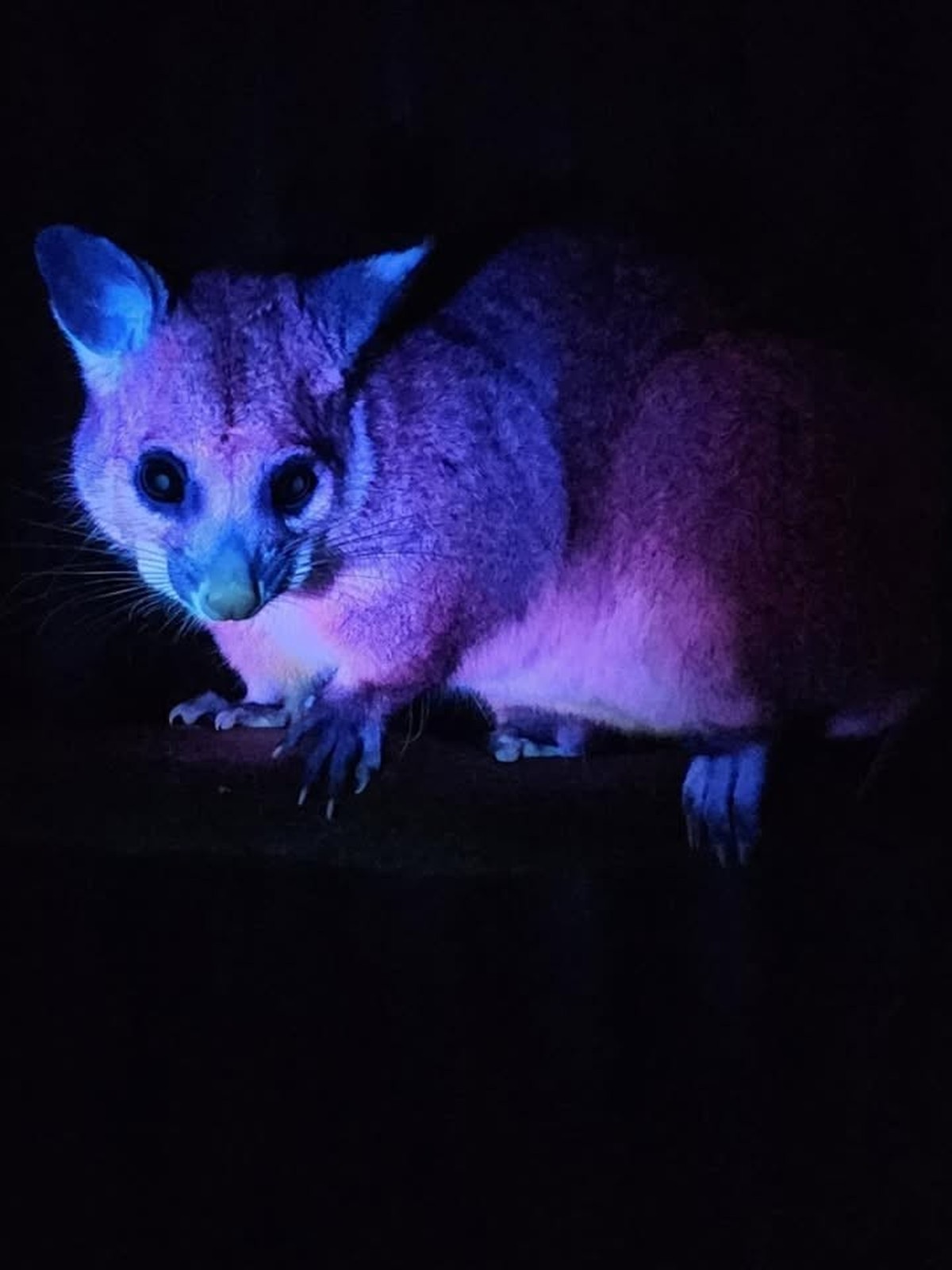 possum leuchtet unter uv licht

https://www.facebook.com/photo/?fbid=876285407946609&amp;set=pcb.876285434613273