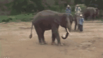 Animiertes GIF