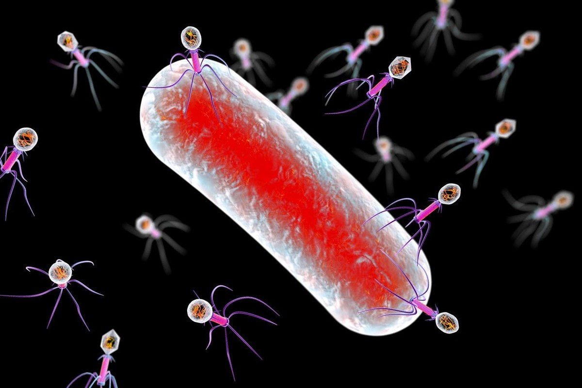 Bakteriophagen sind Viren, die uns in Zukunft beim Kampf gegen antibiotikaresistente Bakterien helfen sollen.