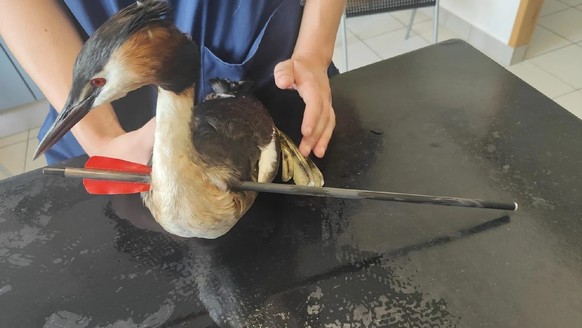 Kuriose Rettung in Deutschland: Vogel mit Pfeil im Hals.