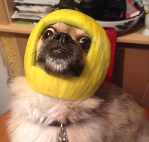 Hund with Melone als Helm
https://www.reddit.com/r/photoshopbattles/comments/2tlvbv/psbattle_melon_helmet_dog/