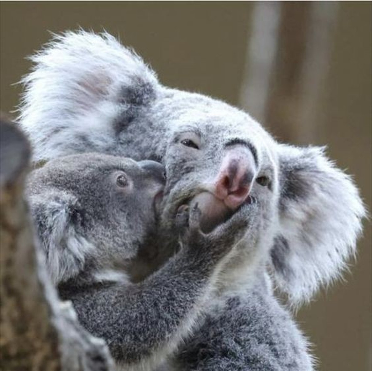 cute news tier koala

https://ch.pinterest.com/pin/80150068365333841/