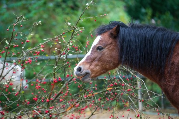Shetland-Ponys im Zoo in Basel