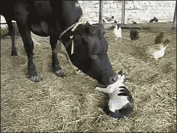 Animiertes GIF