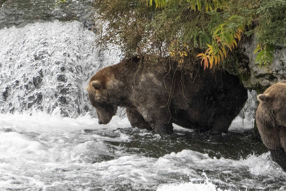 Otis der Bär gewann den Titel als fettester Bär