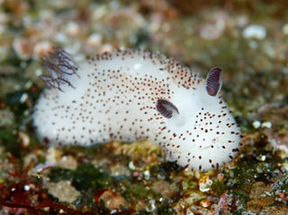 Sea Bunny