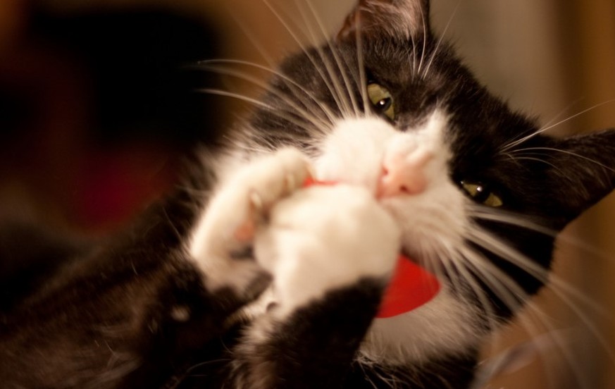 Ob Single oder vergeben – Katzen dürfen am Valentinstag nicht fehlen
