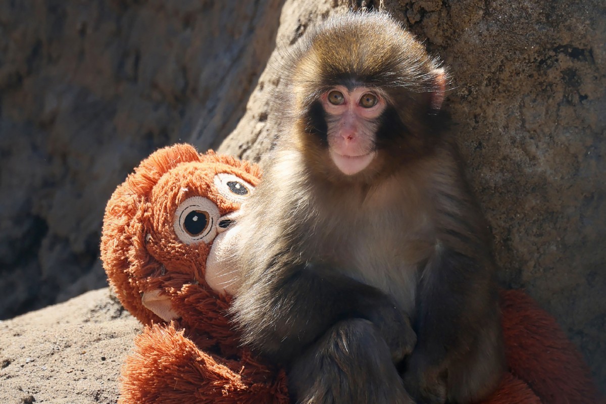 Le singe Punch au Japon fait craquer les réseaux sociaux.