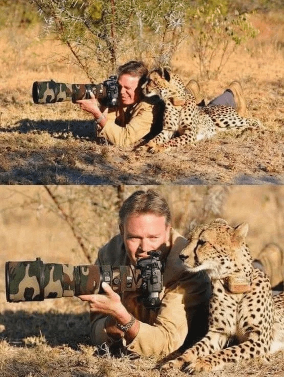 cute news tier fotograf

https://www.reddit.com/r/FunnyAnimals/comments/1h5sw40/animals_disturbing_photographers/