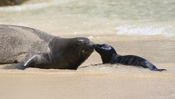 This Thursday, June 29, 2017 photo shows a Hawaiian monk seal and her newborn pup on a Waikiki beach in Honolulu. The pup, born late Wednesday or early Thursday, is the first seal to be born in the de ...