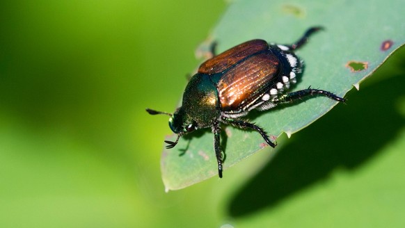 Popillia japonica (Japankäfer)