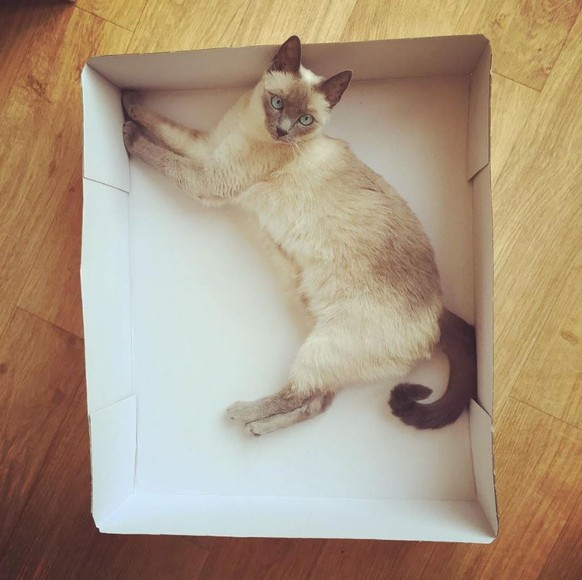 Eine schöne Kiste für eine schöne Katze.