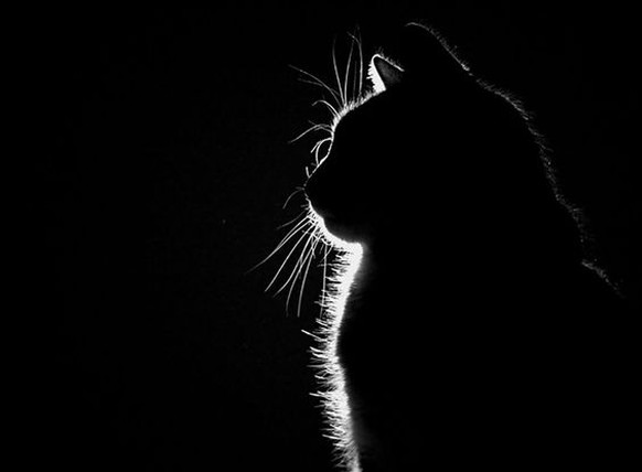 Katzensilhouette.

https://www.flickr.com/photos/44monkey07/462303810