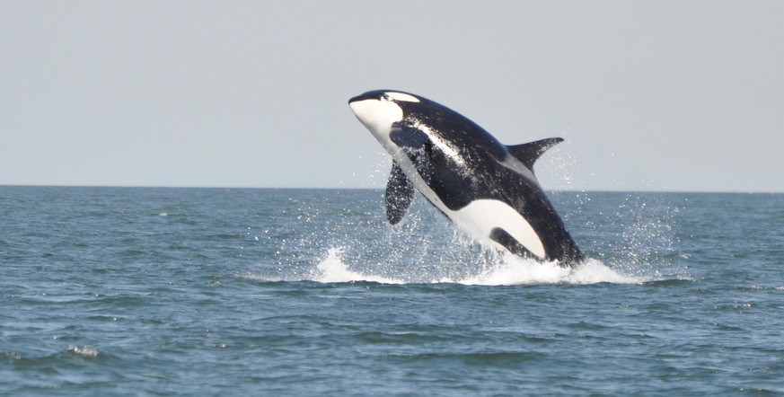 Orcas gehören zur Familie der Delfine.