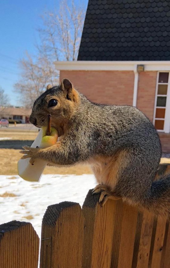 cute news animal tier eiche squirrel eichhörnchen
https://www.reddit.com/r/squirrels/comments/s1sa89/this_pear_has_nothing_on_hazel_nutley/