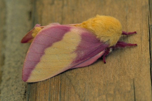 A Rosy maple moth (Dryocampa rubicunda) on silver maple trunk, North Carolina xkwx brown carolina closeup dryocampa insect macro maple moth nature north outdoors perched rosy rubicunda silver tree tru ...