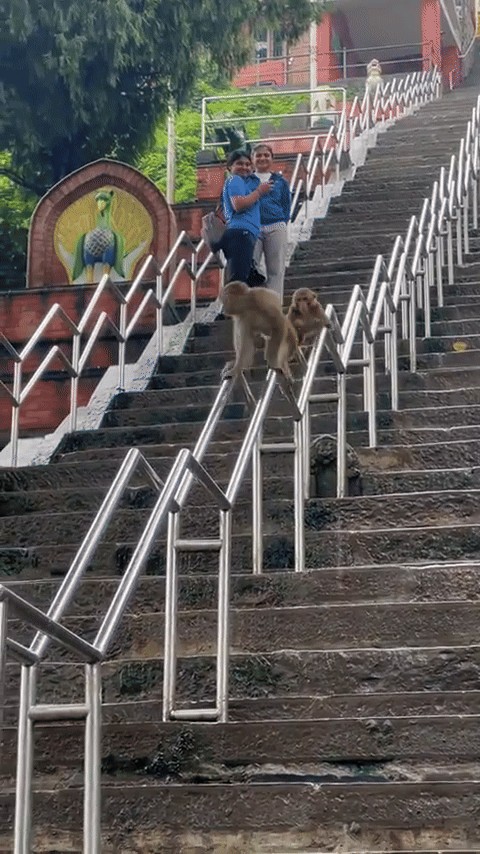 Animiertes GIF