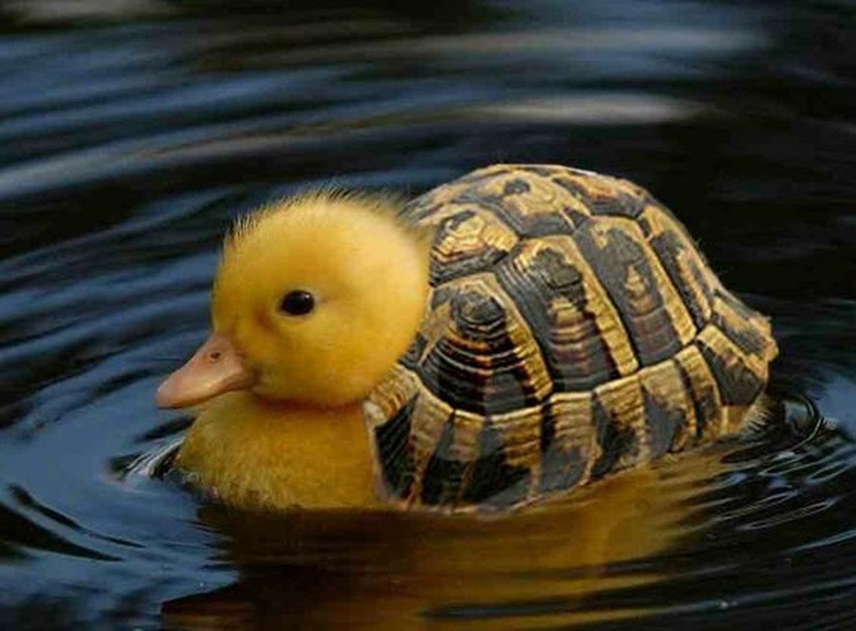 cute news photoshop

https://ch.pinterest.com/pin/3588874689667951/