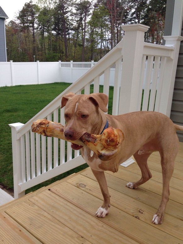 Hund mit Knochen
https://imgur.com/gallery/aNWw01d