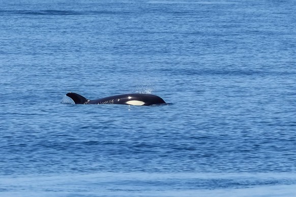 Orca Killerwal