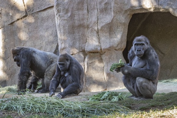 Die <strike>Gorillen</strike> Gorillas im kalifornischen Zoo vor zwei Monaten. 