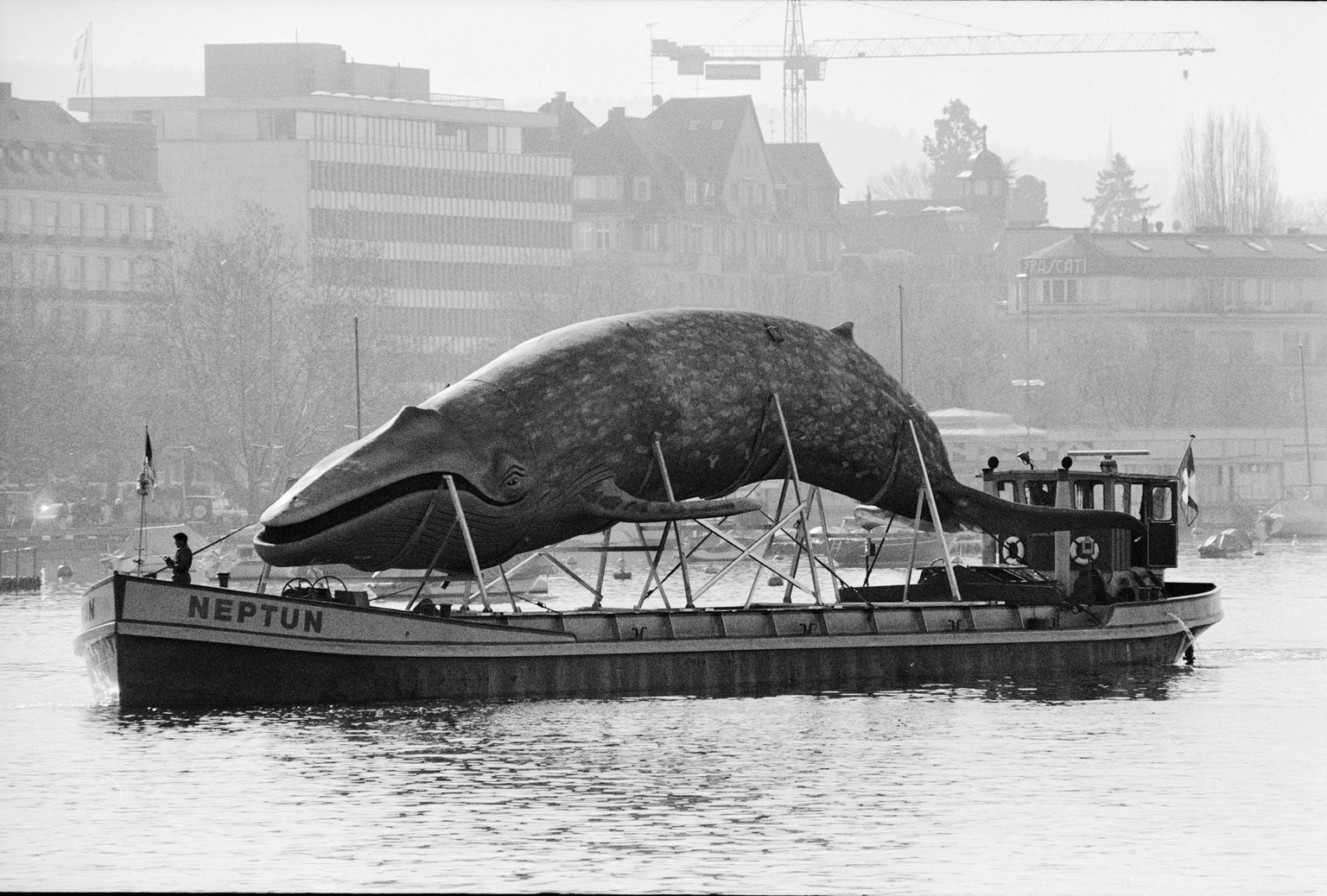 Der &quot;Zuercher Blauwal&quot;, ein 28 Meter langer und rund vier Tonnen schwerer Koloss aus Metall und Styropor traf am 28. Maerz 1994 mit einem Ledischiff beim Buerkliplatz ein, wo er von Stadtpra ...