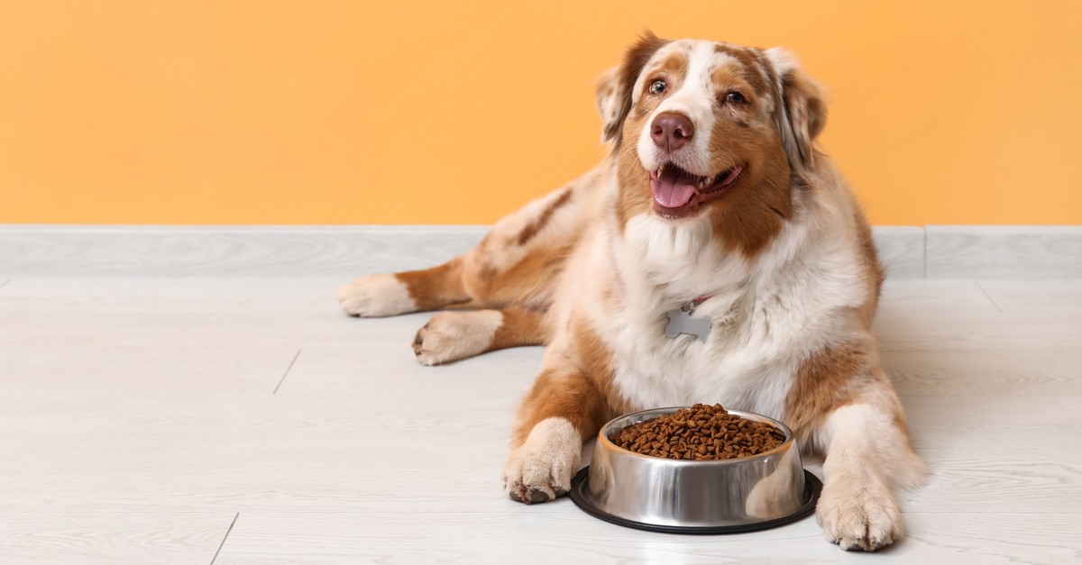 G-nstiges-Hundefutter-schneidet-im-Test-sehr-gut-ab