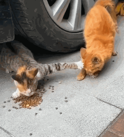 Animiertes GIF