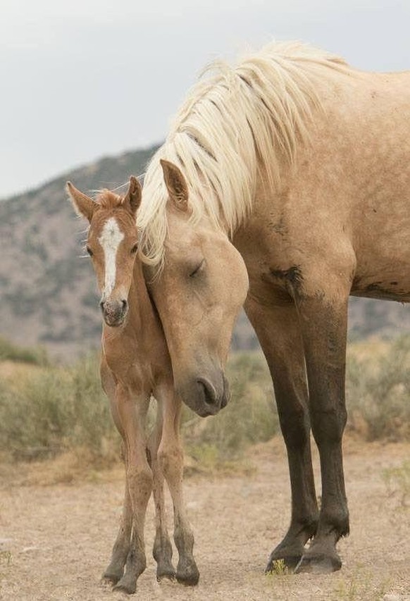 nice news animal horse https://www.reddit.com/r/AnimalsBeingMoms/comments/19ed6cu/this_mother_horse_with_her_baby/