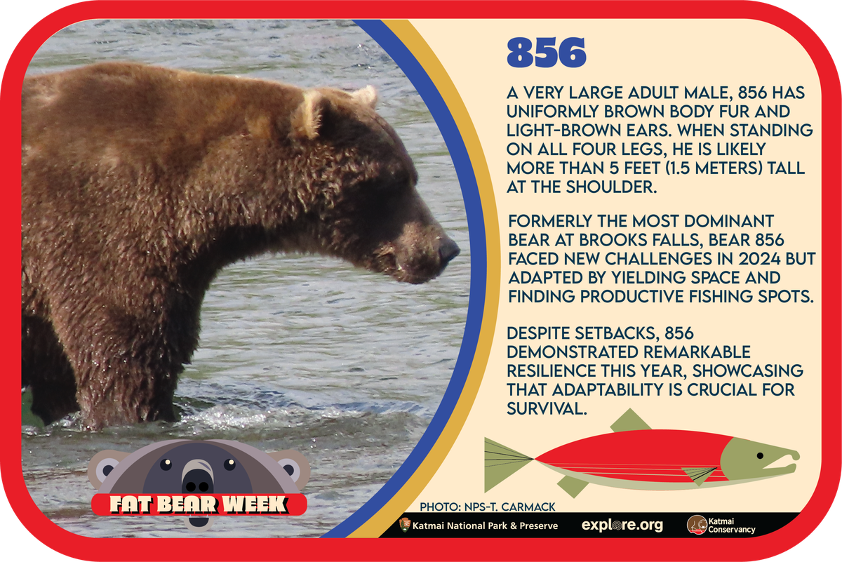 Bär 856 bei «Fat Bear Week»