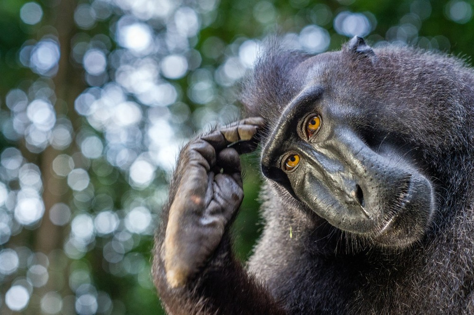Schopfaffe (Macaca nigra)