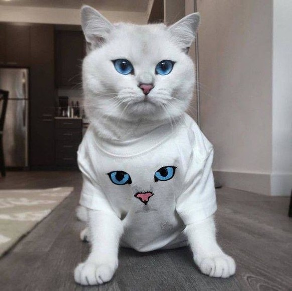 Katze und T-Shirt

https://www.pinterest.com/pin/735564551609240343/